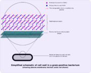 Schematic of typical gram-positive cell wall showing arrangement of N-Acetylglucosamine and N-Acetlymuramic acid