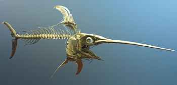 swordfish body parts