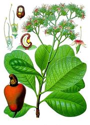 'Anacardium occidentale', from Koehler's 'Medicinal-Plants' (1887)