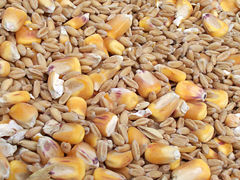 An assortment of caryopses
