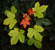 Leaves
