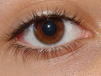 Human eye.