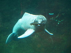 The Boto, or Amazon river dolphin