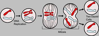 Mitosis divides genetic information during cell division