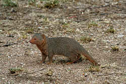Dwarf mongoose (Helogale parvula)