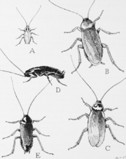 Common household roaches A. German cockroach, B. American cockroach, C. Australian cockroach, D&E. Oriental cockroach (♀ & ♂)