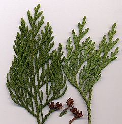 Thuja standishii foliage and cones