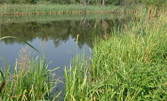 A temperate wetland in Britain, with shallow open water and reedbeds.