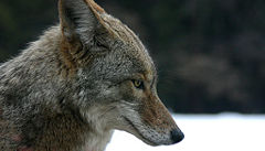 Coyote profile
