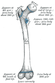 Gray's Anatomy illustration of a human femur.