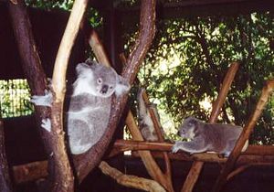 Koalas at the Lone Pine Koala Sanctuary, Queensland