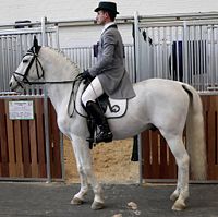 A modern Lipizzan.