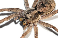 Closeup image of a wolf spider