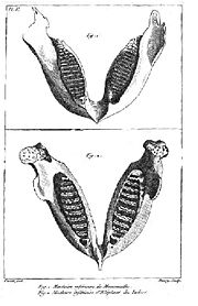 illustration of an Indian elephant jaw and a mammoth jaw from Cuvier's 1796 paper on living and fossil elephants