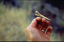 On a human hand