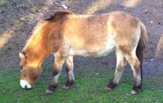 Przewalski's horse, Dubbo Zoo, Aust.