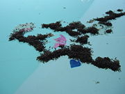 Ants rafting in a pool