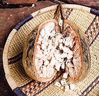The fruit is about 18 cm long