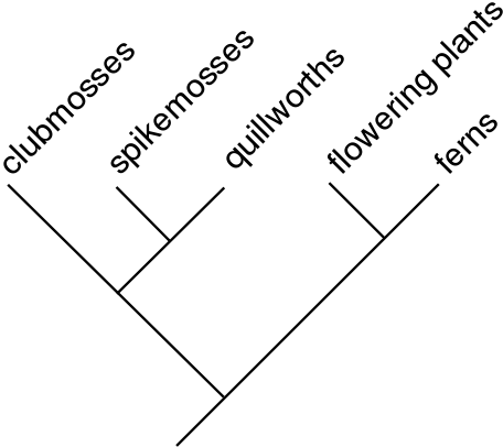 Image:Cladogram-example2.svg