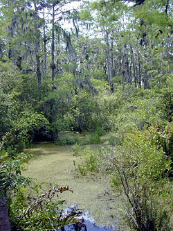 A freshwater swamp