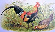 Red junglefowl