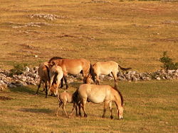 Przewalski's horses