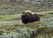 Muskox, Ovibos moschatus