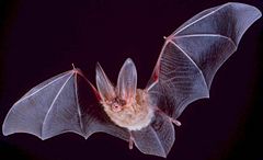 Townsend's Big-eared Bat, Corynorhinus townsendii