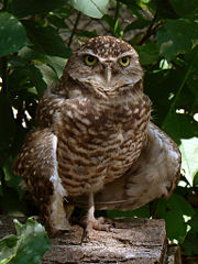 The burrowing owl employs auditory mimicry.
