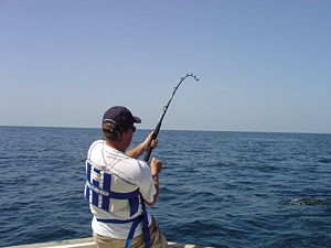 "Fish is on!" A sport fisherman reels in a big one.