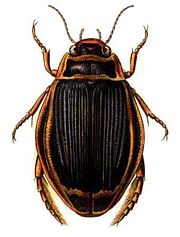 Dytiscus latissimus, a predacious diving beetle