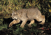Canadian lynx