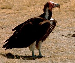 Old World vulture: Nubian Vulture or Lappet-faced Vulture
