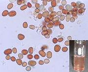 Photomicrograph of particles from red rain sample