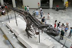 Sue, the largest and most complete Tyrannosaurus rex skeleton currently in existence.