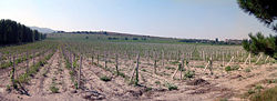 A 2005 view of the "Valley of Death" in which the Charge of the Light Brigade was fought. Now occupied by vineyards, it was open ground in 1854.
