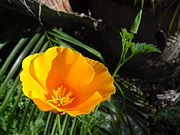 California poppy