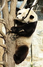 Giant pandas are adept climbers