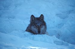Wolf in the Kenai National Wildlife Refuge