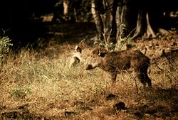 Indian wild boar (Sus scrofa cristatus) at Ranthambore National Park