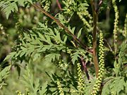 Western ragweedAmbrosia psilostachya