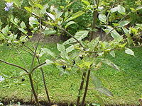 The drug atropine has its origins in Atropa belladonna (or "deadly nightshade"), pictured here.