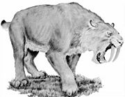 Smilodon, extinct saber-tooth cat
