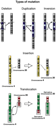 Illustrations of five types of chromosomal mutations.