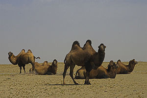 Camels resting while grazing in the Taklamakan desert.
