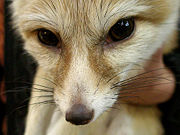Close up of a fennec fox