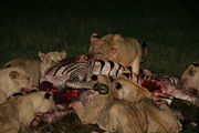 The hunters of a pride sharing a zebra where the kill occurred
