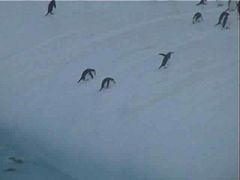 Chinstrap penguins in Antarctica