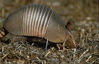 Nine-banded armadillo
