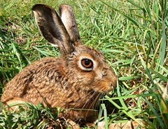 A Cape Hare Lepus capensis 